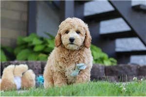 Marco - Poodle, Miniature for sale