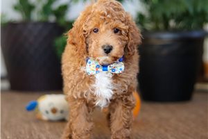 Custard - Poodle, Miniature for sale