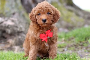 Georgie - Miniature Poodle for sale