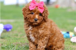 Debby - puppy for sale