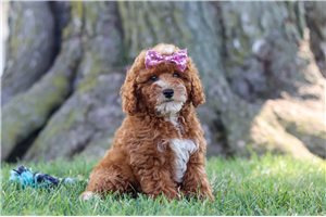 Merica - puppy for sale
