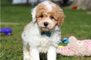 Dash - puppy for sale