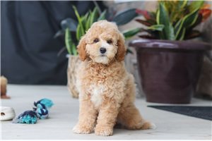 Marco - Poodle, Miniature for sale