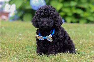 Jeremy - Poodle, Miniature for sale