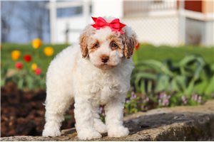 Lola - puppy for sale