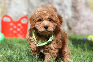 Dave - puppy for sale