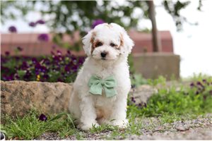 Lincoln - Poodle, Miniature for sale