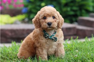 Jimmy - Poodle, Miniature for sale