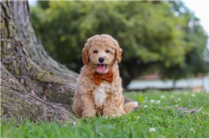 Marco - puppy for sale