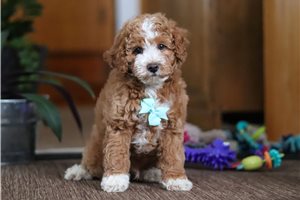 Everett - Poodle, Miniature for sale