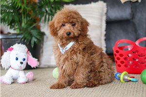 Ezra - puppy for sale