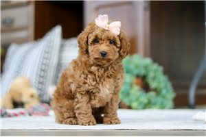 Delta - Poodle, Miniature for sale