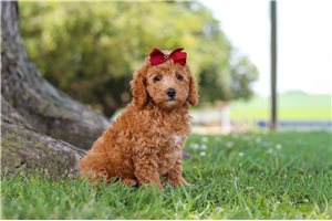Mercy - puppy for sale