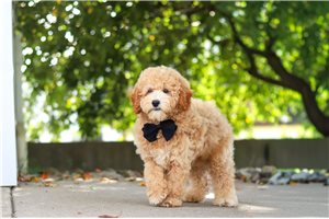 Marco - Poodle, Miniature for sale