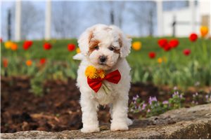 Lincoln - Miniature Poodle for sale