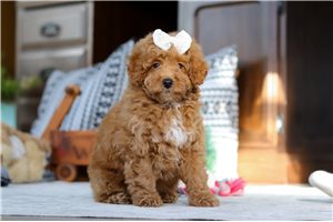 Daisy - Poodle, Miniature for sale