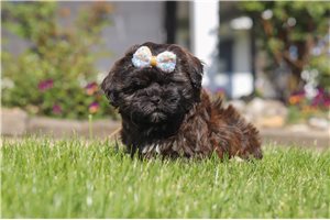 Haley - Shih-Poo - Shihpoo for sale