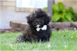 Icarus - Shih-Poo - Shihpoo for sale