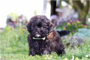 Icarus - Shih-Poo - Shihpoo for sale