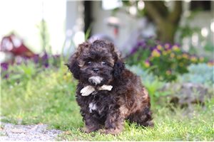 Indiana - puppy for sale