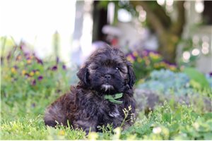Irving - puppy for sale