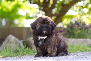 Irving - Shih-Poo - Shihpoo for sale