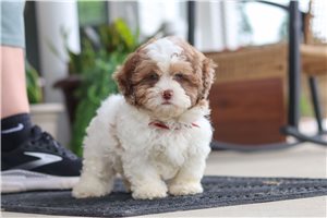 Hansel - Shih-Poo - Shihpoo for sale
