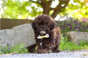 Indiana - Shih-Poo - Shihpoo for sale