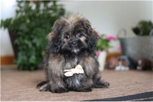 Dustin - Shih-Poo - Shihpoo for sale
