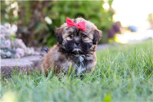 Darlene - Shih-Poo - Shihpoo for sale