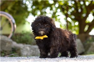 Icarus - Shih-Poo - Shihpoo for sale