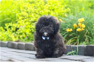 Icarus - Shih-Poo - Shihpoo for sale