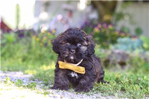 Iago - puppy for sale