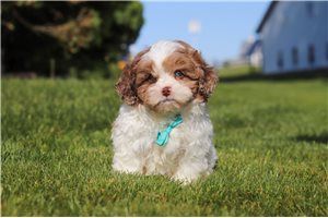Hansel - Shih-Poo - Shihpoo for sale