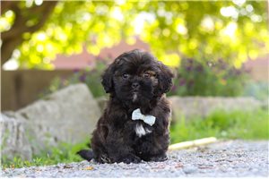 Iago - Shih-Poo - Shihpoo for sale