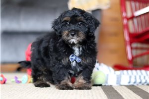 Hudson - puppy for sale
