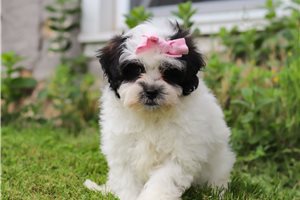 Hettie - puppy for sale