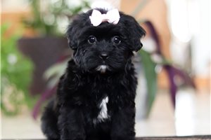 Hazel - puppy for sale