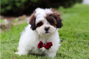 Harlen - puppy for sale