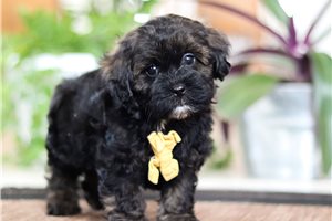 Henry - Shih-Poo - Shihpoo for sale