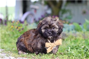 Ivan - puppy for sale
