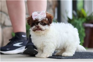 Haira - Shih-Poo - Shihpoo for sale