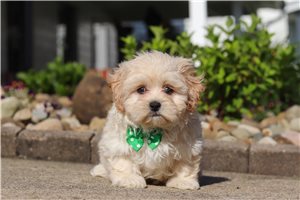 Isaiah - puppy for sale