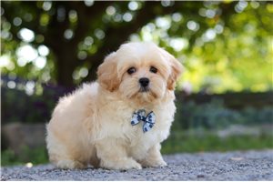 Isaiah - Shih-Poo - Shihpoo for sale