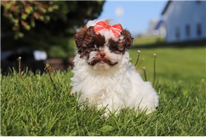 Haira - Shih-Poo - Shihpoo for sale
