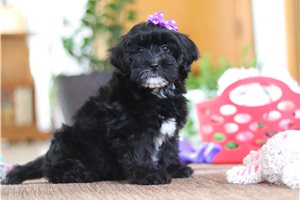 Hannah - puppy for sale