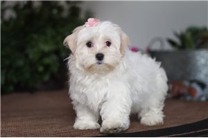 Prudie - Shorkie for sale