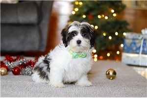 Price - Shorkie for sale