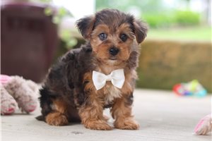 Hans - Yorkiepoo - Yorkie Poo for sale