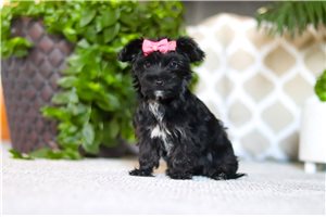 Calliope - Yorkiepoo - Yorkie Poo for sale